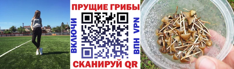 Галлюциногенные грибы мицелий где можно купить наркотик Яранск